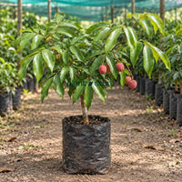 Bombay Lychee Grafted Plant