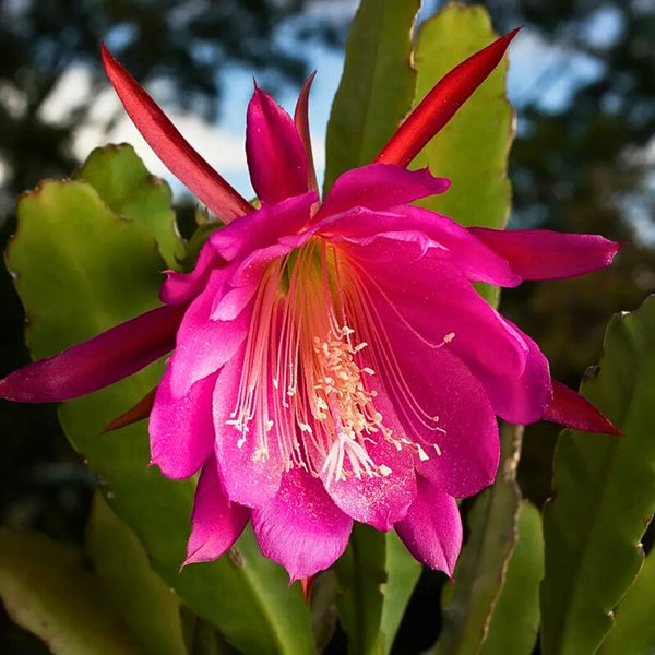 brahma kamal succulent Brahma Kamal (Epiphyllum Oxypetalum) Plant – Plant Store®