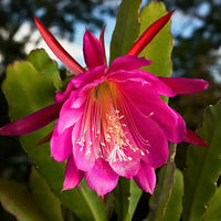 Night Queen Cactus