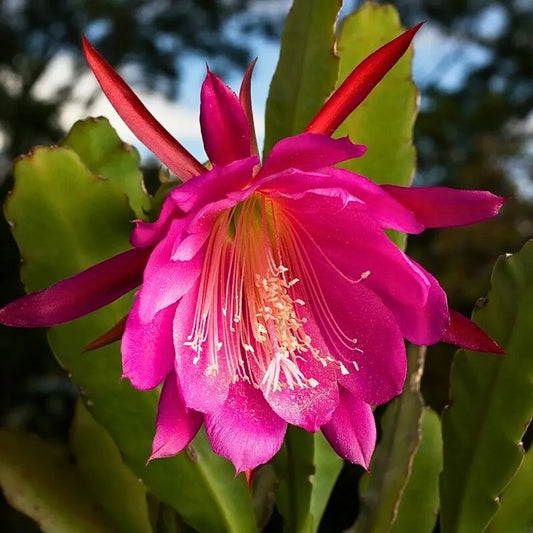 Brahma Kamal (Epiphyllum Oxypetalum) Plant