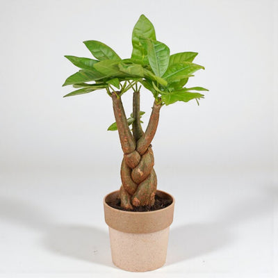 Vastu Prosperity Plants Duo