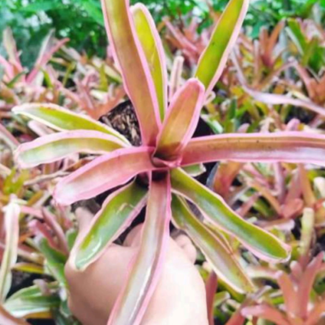Bromeliads Neoregelia Lyda's Pride (Bare Rooted)