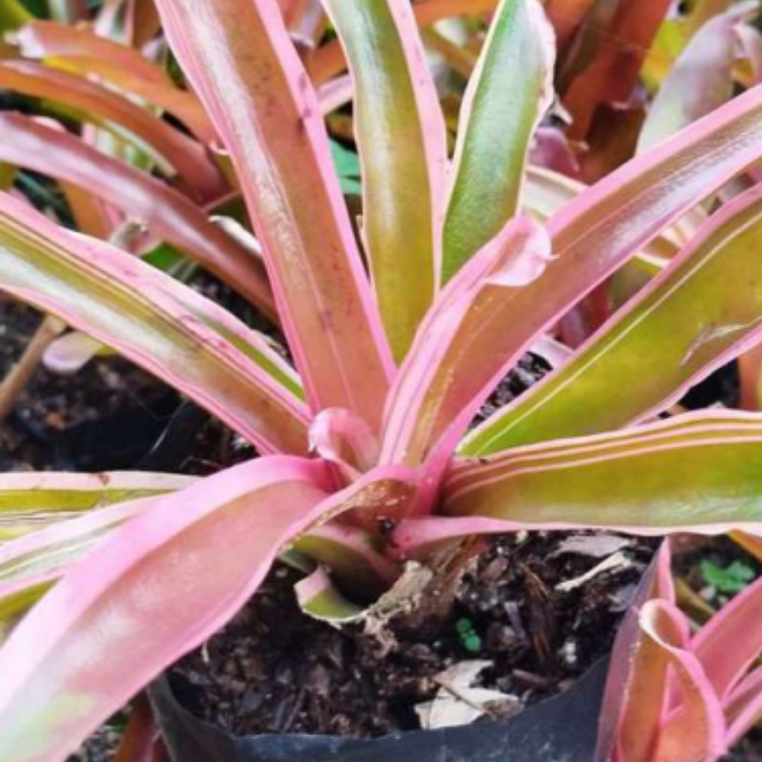 Bromeliads Neoregelia Lyda's Pride (Bare Rooted)