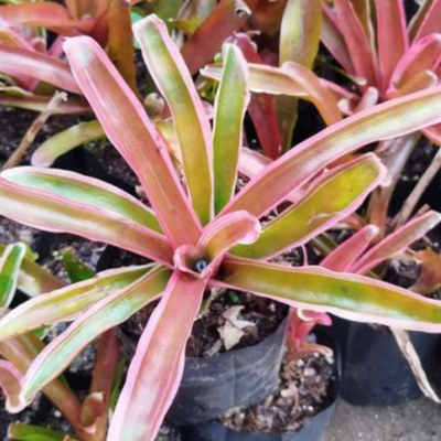 Bromeliads Neoregelia Lyda's Pride (Bare Rooted)