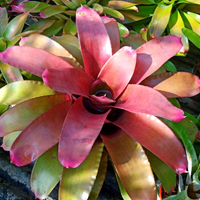Bromeliads Neoregelia Lyda's Pride (Bare Rooted)