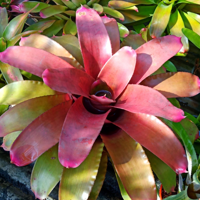 Bromeliads Neoregelia Lyda's Pride (Bare Rooted)