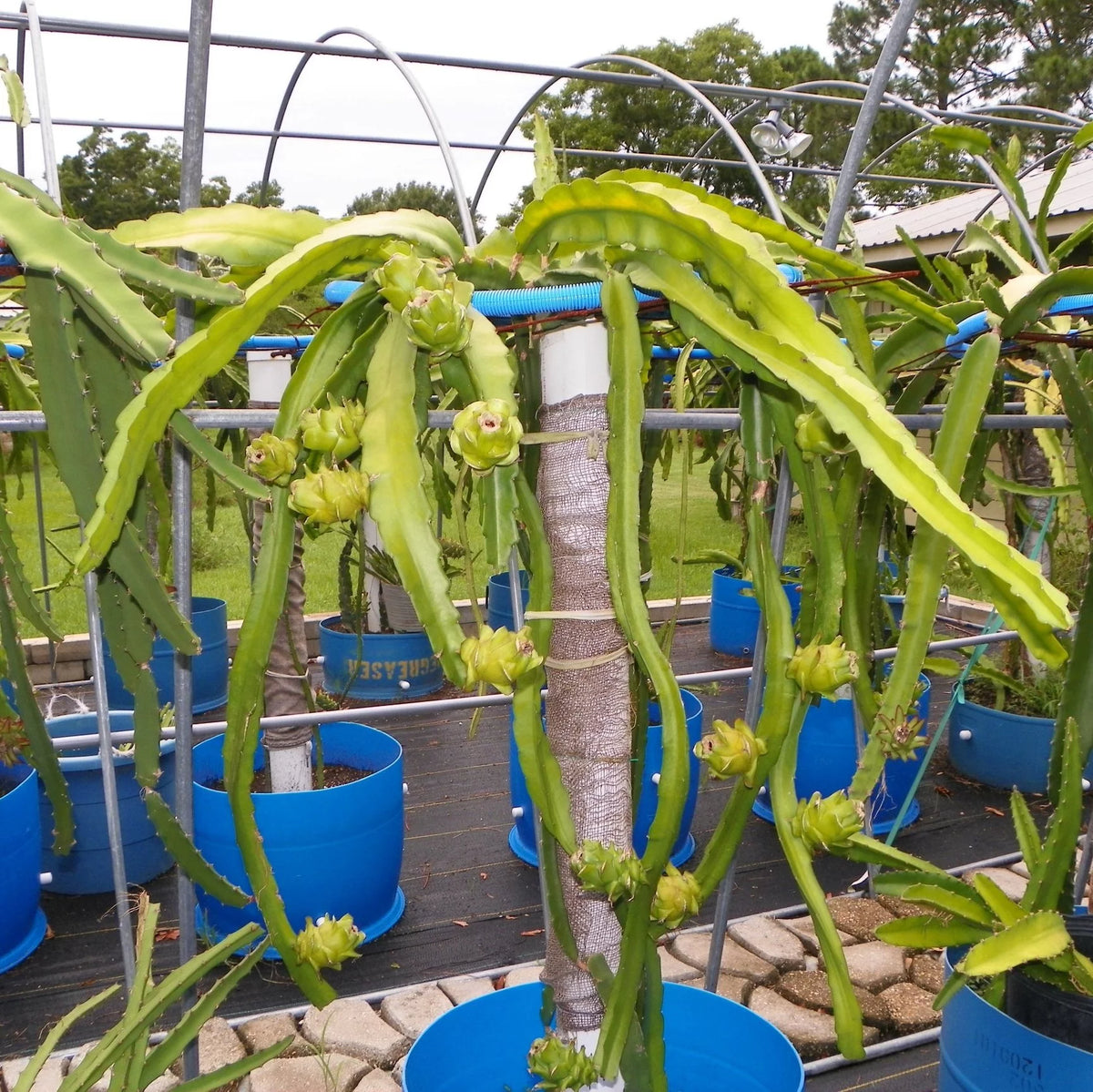 Moroccan Red Dragon-fruit Grafted Tree