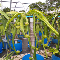 Moroccan Red Dragon-fruit Grafted Tree