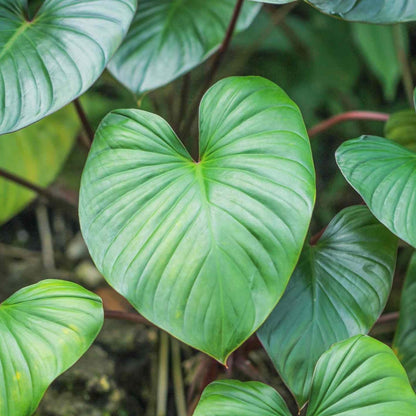 Homalomena "Maggy" Plant