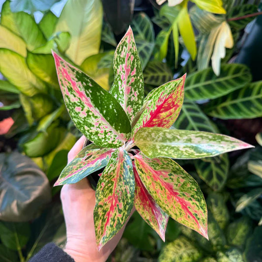 Aglaonema Happiness Plant