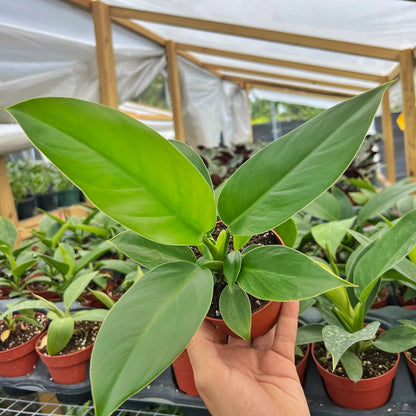 Philodendron Imperial Green