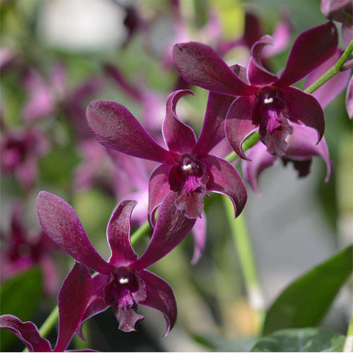 Orchid - Dendrobium Ceasar Red (Blooming Size) - plant store® 