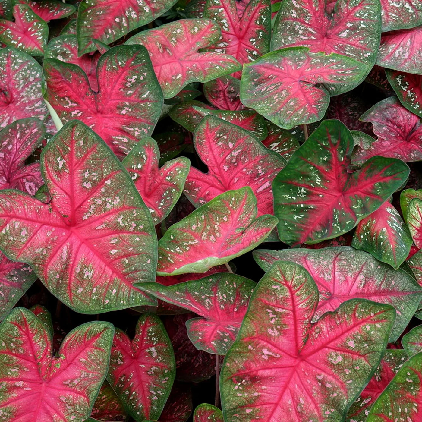 Caladium Bulbs (Bundle of 5)