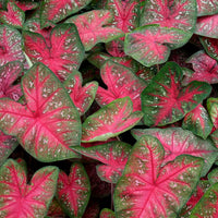 Caladium Bulbs (Bundle of 5)