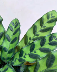 Calathea Rattlesnake