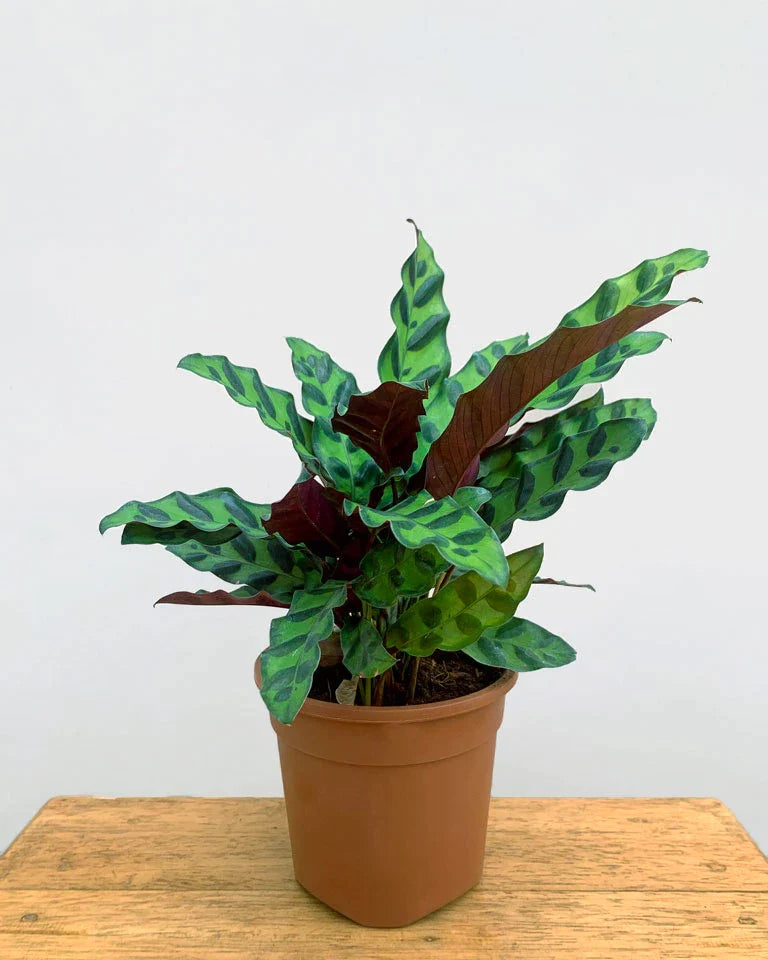 Calathea Rattlesnake