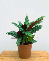 Calathea Rattlesnake