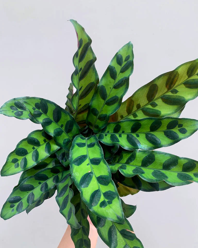 Calathea Rattlesnake