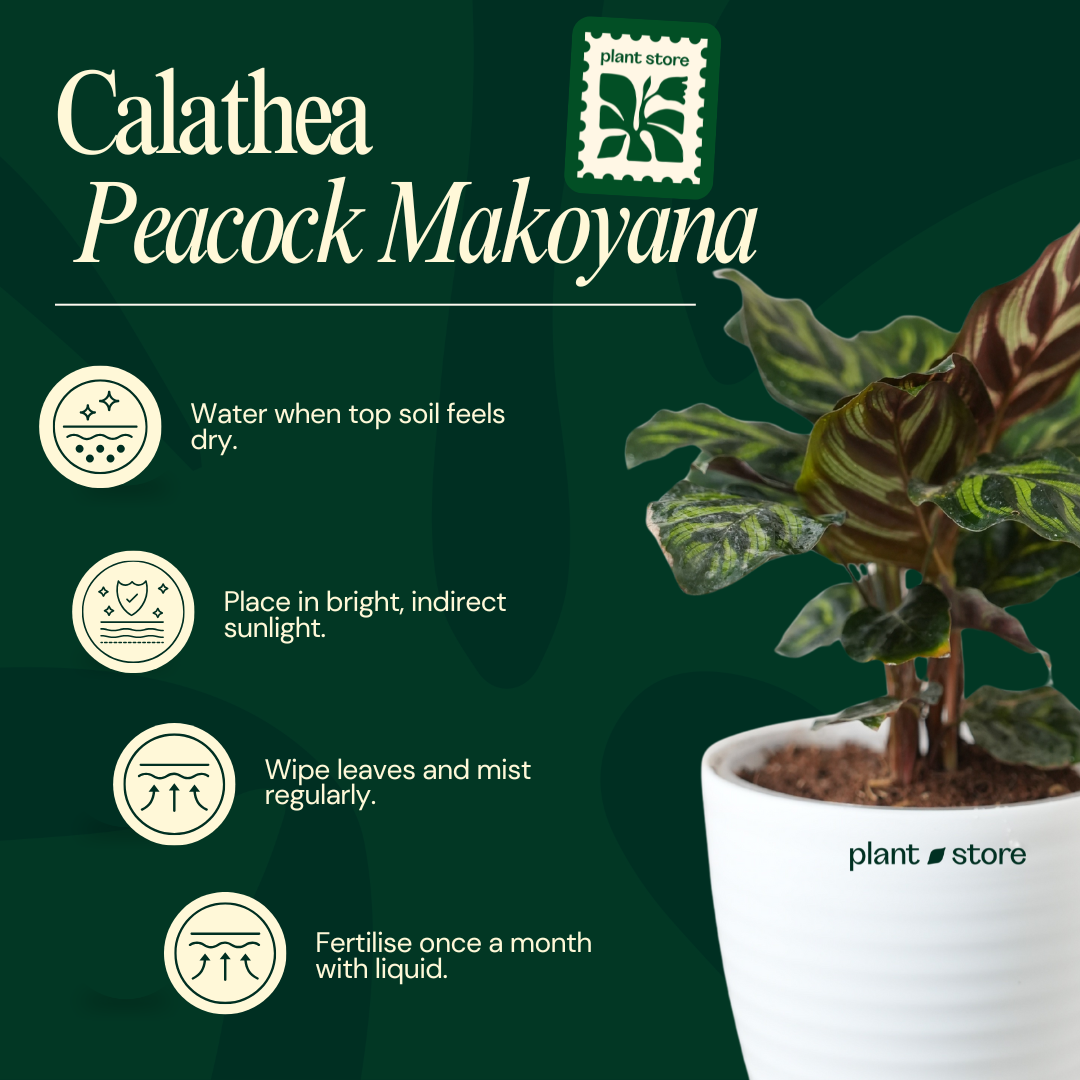 Calathea Peacock Makoyana