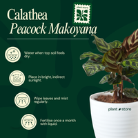 Calathea Peacock Makoyana