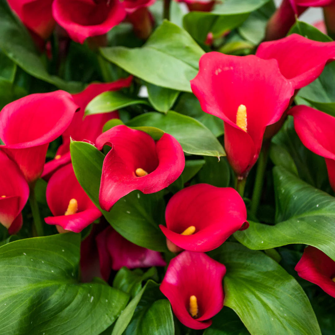 Calla Lily Bulbs - Mix Colours