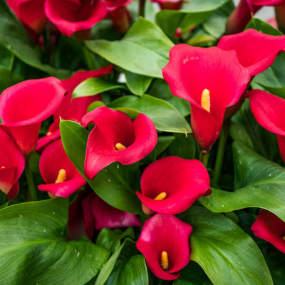 Calla Lily Bulbs - Mix Colours