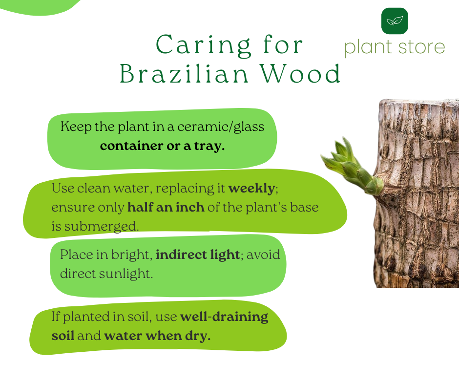 Brazilian Wood Plant - Bloomed Plant