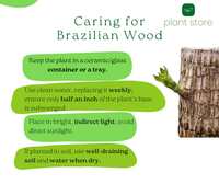 Brazilian Wood Plant – Indian Mini (2 pcs)
