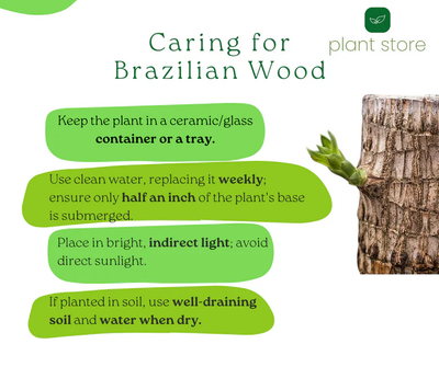 Brazilian Wood Plant – Lucky 7(Potted with roots)