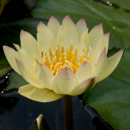 Carla's Sunshine Tropical Waterlily