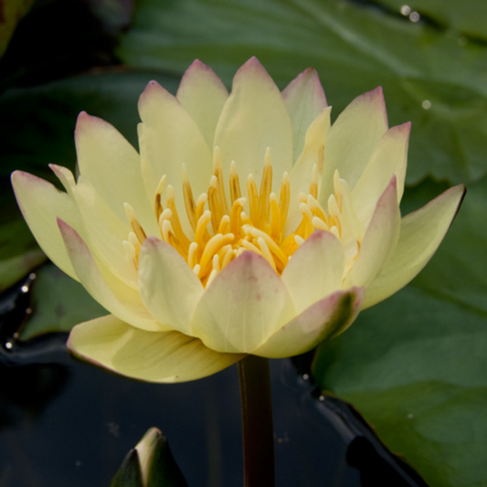 Carla's Sunshine Tropical Waterlily
