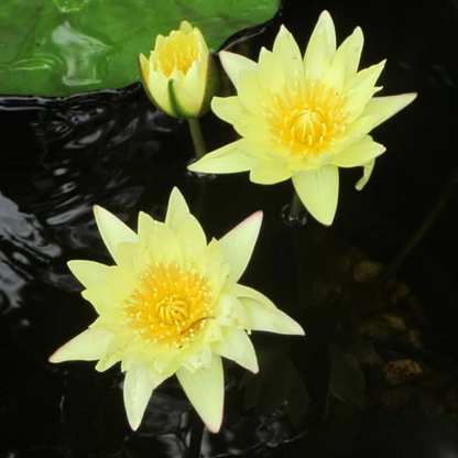 Carla's Sunshine Tropical Waterlily