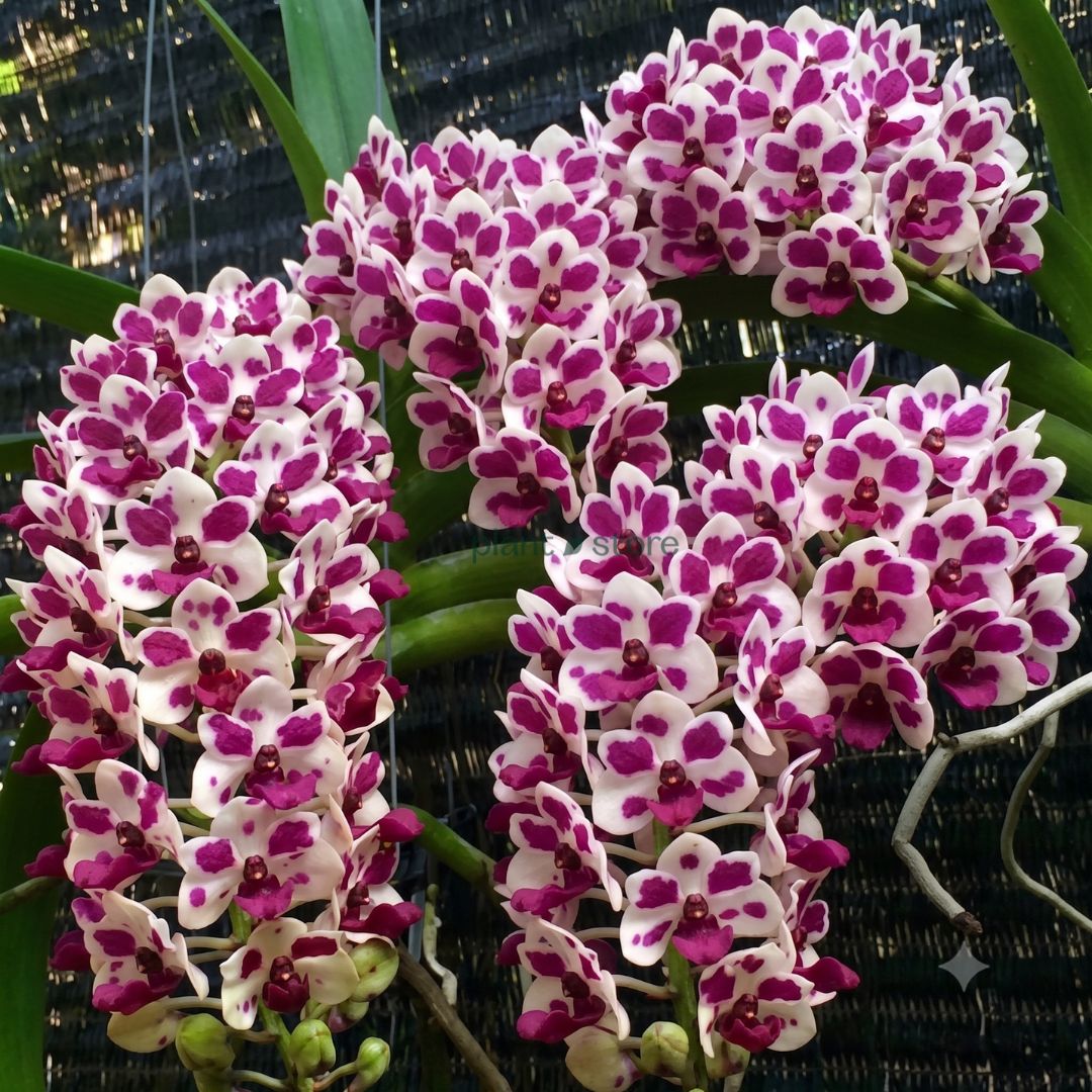 Foxtail Rhyncostyllis Orchid Seedling