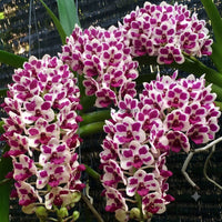 Foxtail Rhyncostyllis Orchid Seedling