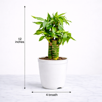 Vastu Prosperity Duo