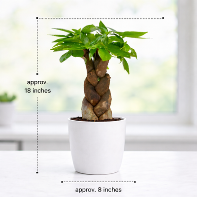 Pachira Money Tree (with Pot)