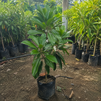 Black Sapota Grafted Plant