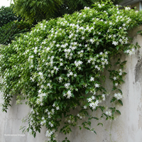 Juhi (Jasmine) Flowering Vine