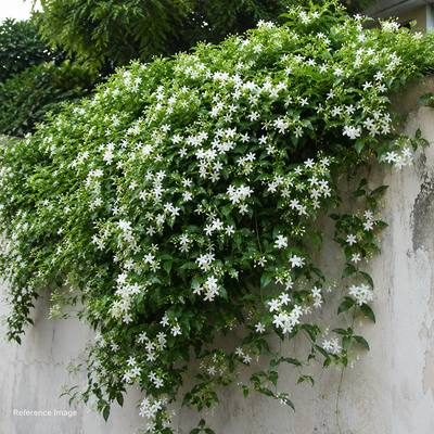 Juhi (Jasmine) Flowering Vine