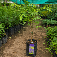 Japanese Wisteria Plant