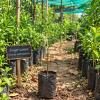 Finger Lemon (Nimbu) Grafted Tree
