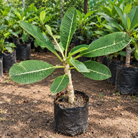Thai Champa (Plumeria) Assorted Colour