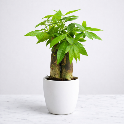 Pachira Money Tree (with Pot)