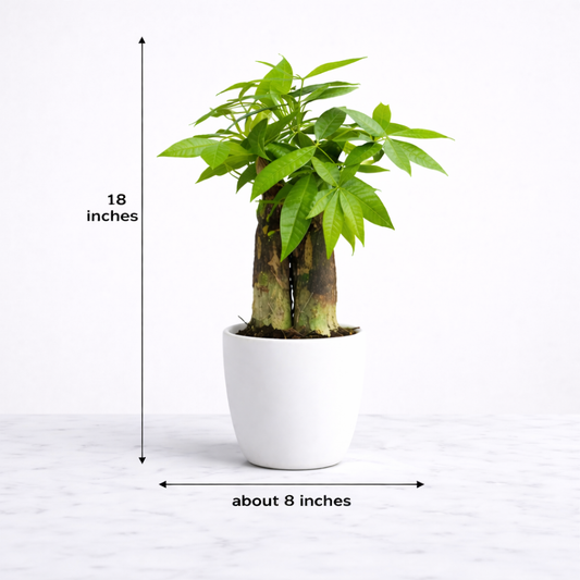 Pachira Money Tree (with Pot)