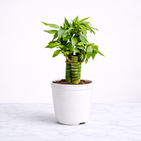 Vastu Prosperity Duo