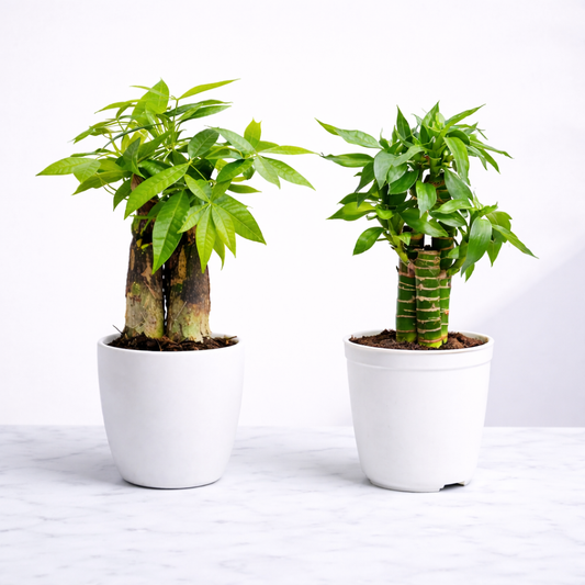 Vastu Prosperity Duo