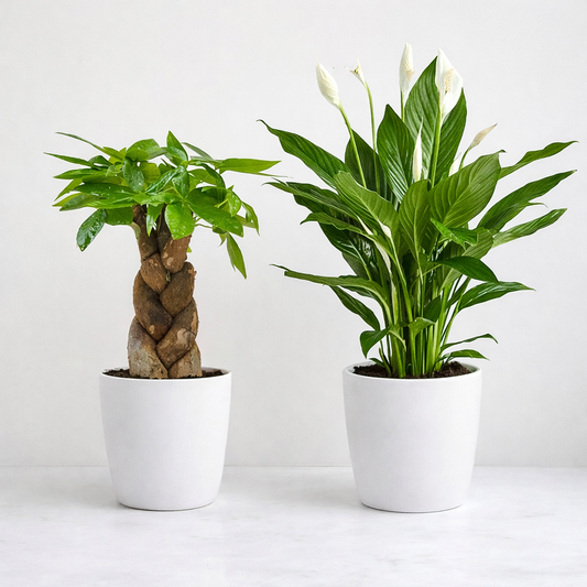 Peace & Prosperity Plants Bundle (Peace Lily & Pachira)