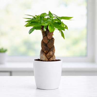Pachira Money Tree (with Pot)