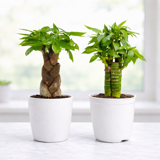 Vastu Prosperity Duo