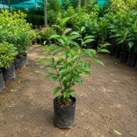 Juhi (Jasmine) Flowering Vine